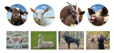animales susceptibles FA.PNG